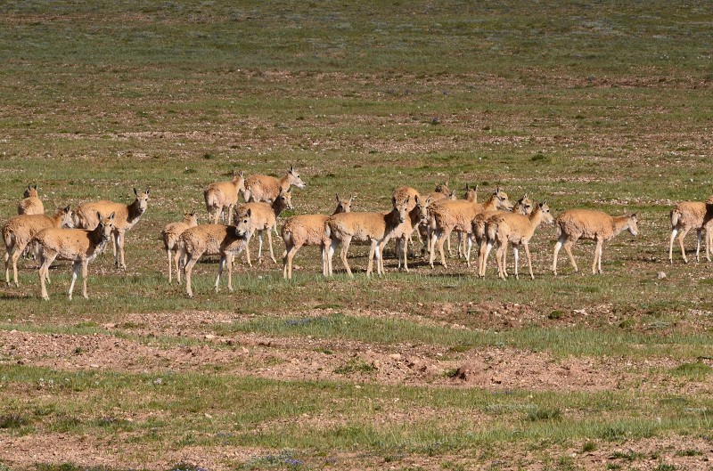 遷徙中等待穿過馬路的藏羚羊